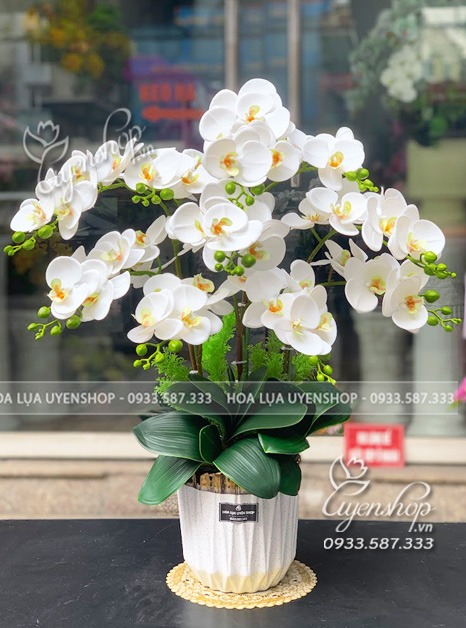 Zoom với CHẬU LAN TRẮNG NHỎ ĐỂ BÀN