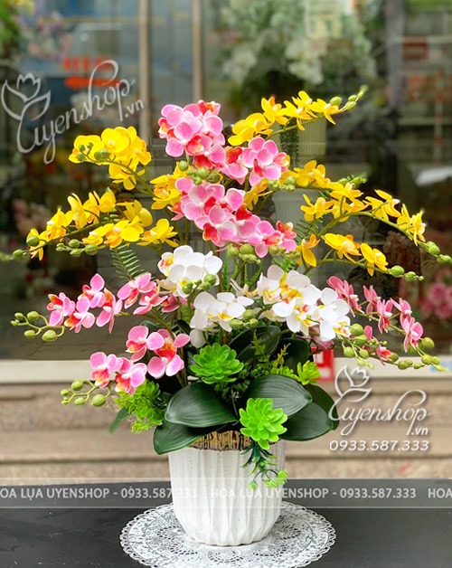 Zoom với CHẬU LAN TIỂU HỒ ĐIỆP MIX MÀU RỰC RỠ