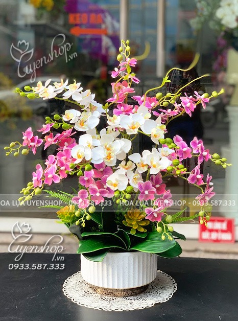 Zoom với CHẬU LAN TIỂU HỒ ĐIỆP TÍM NHỎ