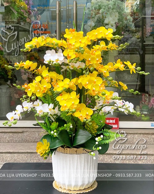 Zoom với CHẬU LAN TIỂU HỒ ĐIỆP TONE VÀNG