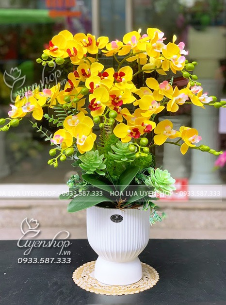 Zoom với BÌNH LAN TIỂU HỒ ĐIỆP VÀNG