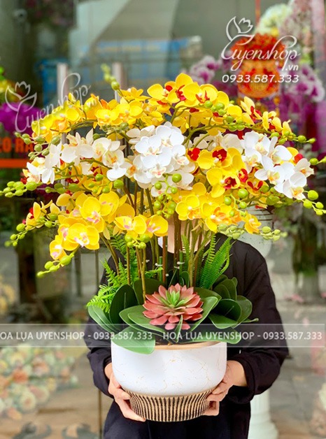 Zoom với CHẬU LAN TIỂU HỒ ĐIỆP PHÒNG KHÁCH