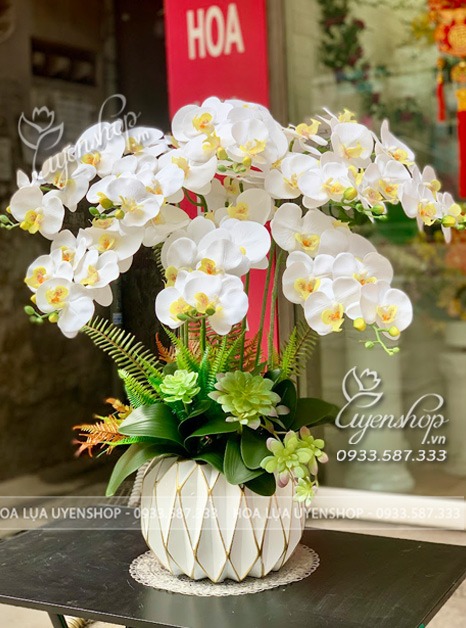 Zoom với CHẬU LAN HỒ ĐIỆP TRẮNG