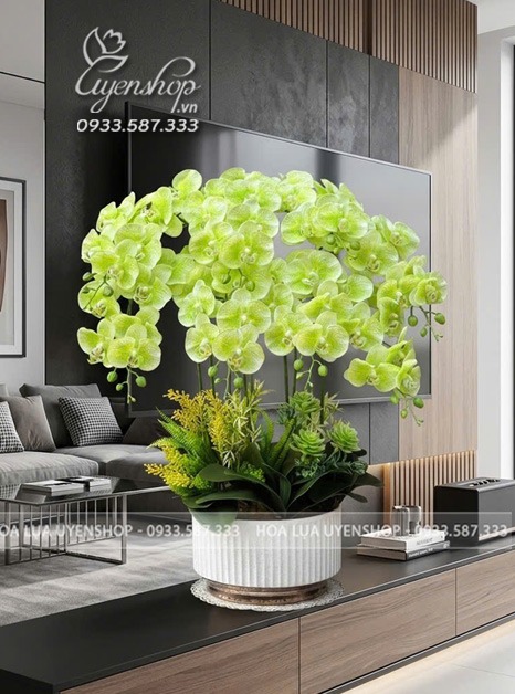 Zoom với CHẬU LAN HỒ ĐIỆP XANH CỐM