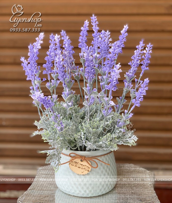 Zoom với CHẬU HOA LAVENDER NHỎ ĐỂ BÀN