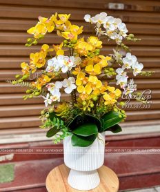 BÌNH LAN TIỂU HỒ ĐIỆP TONE VÀNG