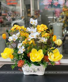 CHẬU LAN TIỂU HỒ ĐIỆP MIX MẪU ĐƠN