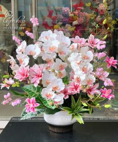 CHẬU LAN HỒ ĐIỆP MIX MỘC LAN TONE HỒNG