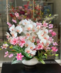 CHẬU LAN HỒ ĐIỆP MIX MỘC LAN TONE HỒNG